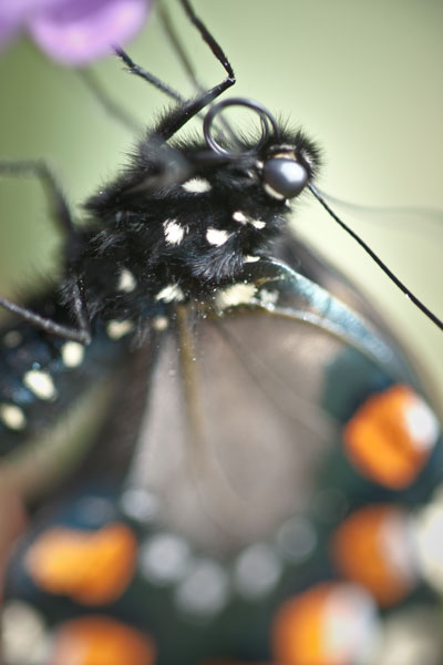 first pipevine caterpilar release