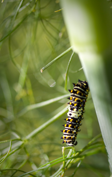 Anise Swallowtail Caterpillar