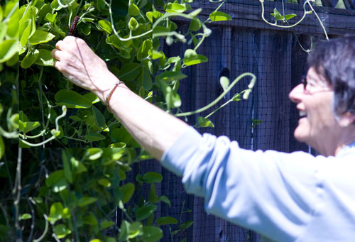 first pipevine caterpilar release