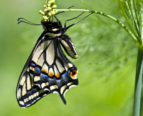 anise swallowtail