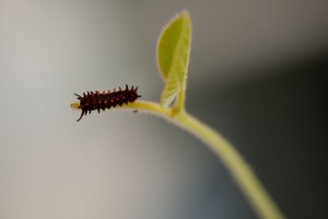Pipevine swallowtail caterpillar